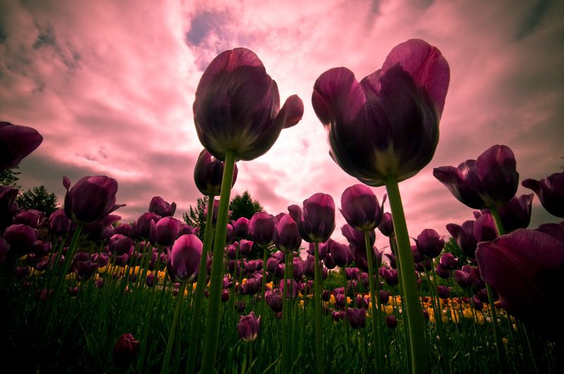 Beautiful-Spring-Blooms.jpg