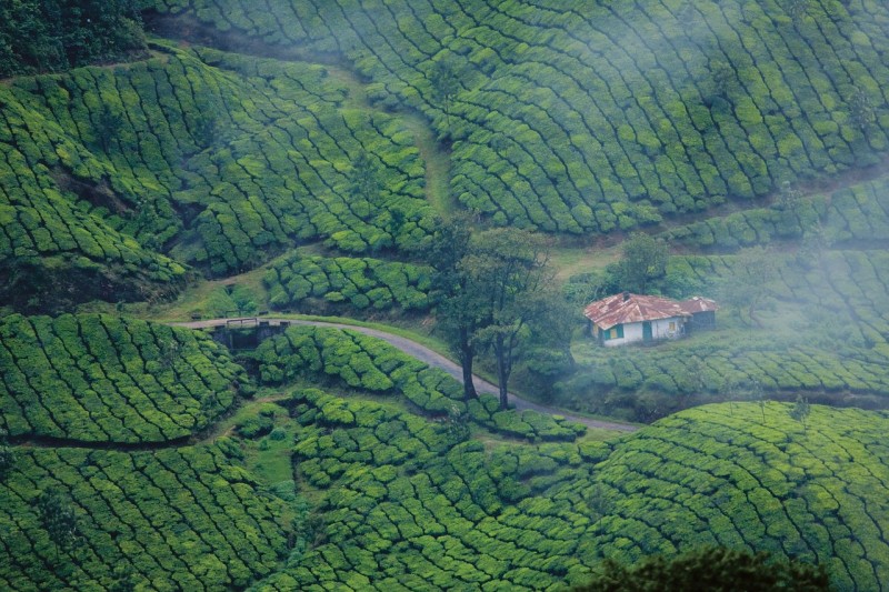 best-places-to-visit-in-munnar-629649cc2adda.jpg