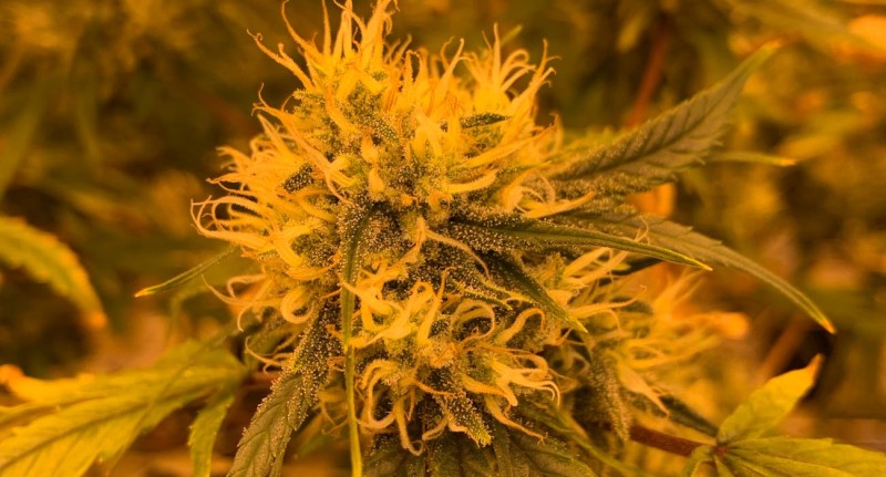 Decoding THC as well as CBD: Deciphering the Secrets Behind Marijuana Substances